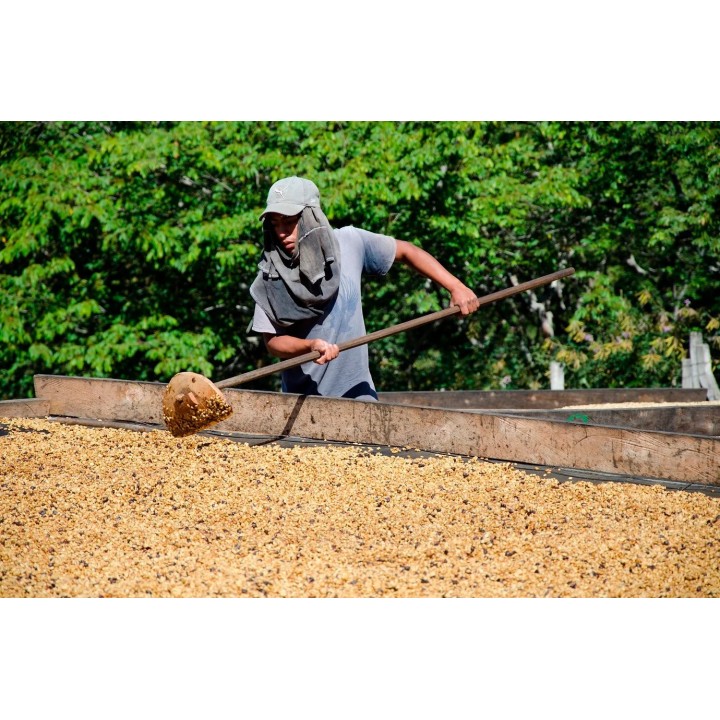 Café connaisseur du Salvador, Apaneca